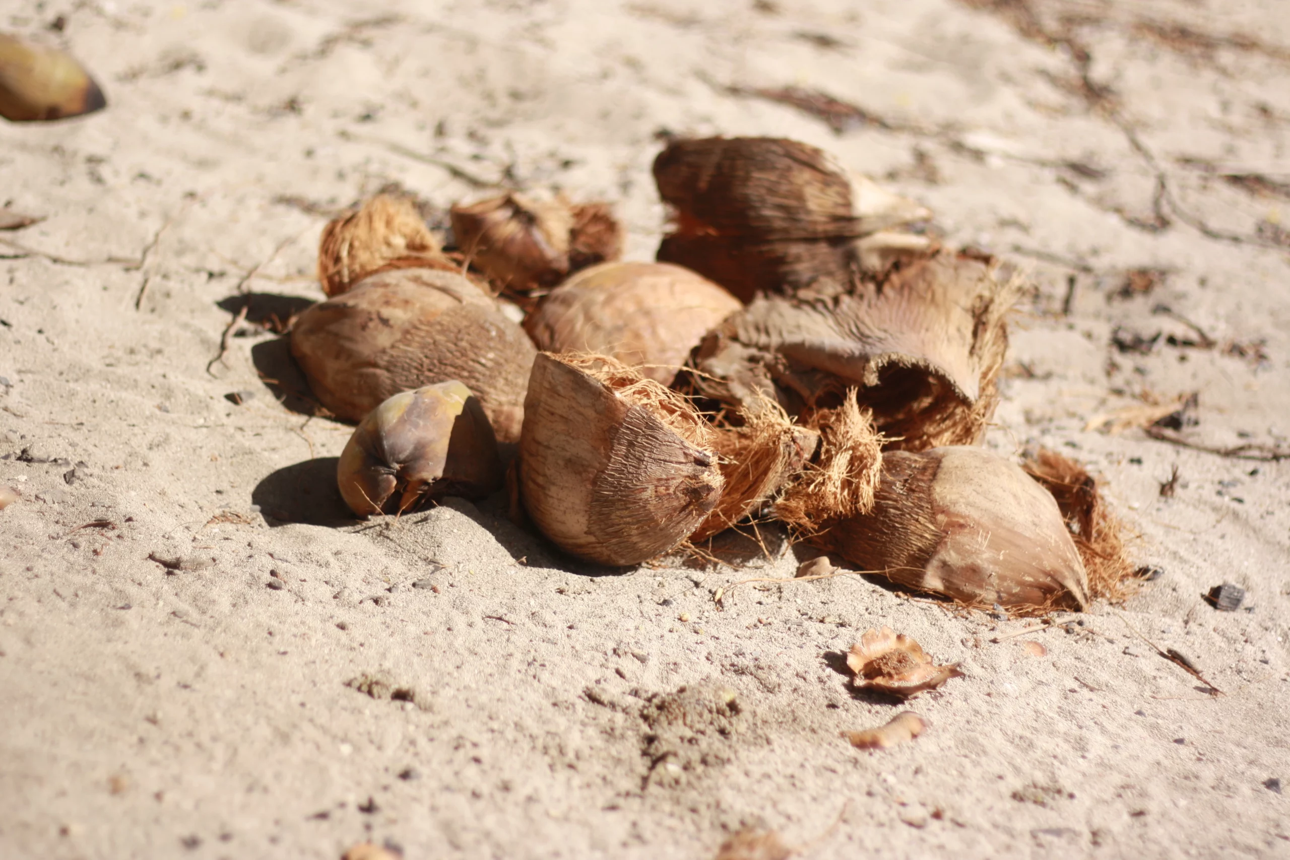 noix de coco sur le sable en guadeloupe