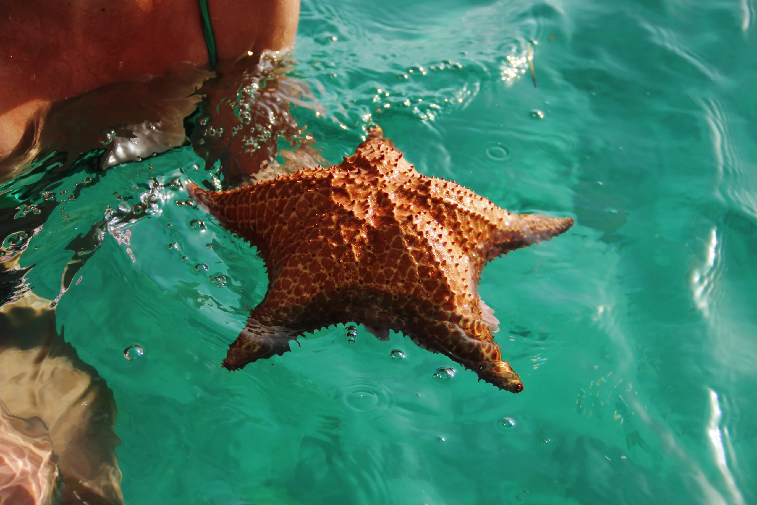 etoile de mer prise dans la main